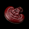 Reishi Mushroom
